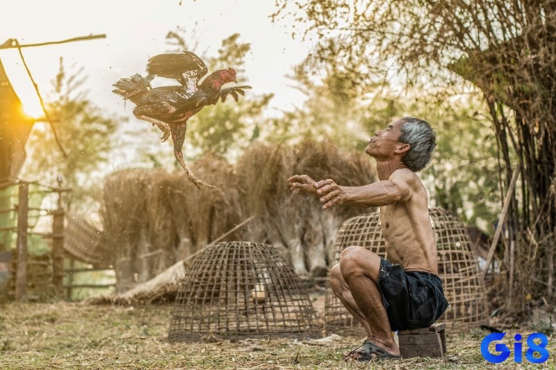 Cùng Gi8 chia sẻ và học hỏi về cách nài nước cho gà chọi để cùng phát triển và mang đến những kỹ năng tuyệt vời cho gà chọi nhé!