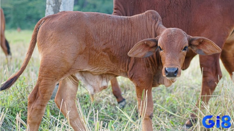 Giấc mơ thấy con bò thể hiện điềm báo không mấy tốt đẹp về tình cảm 