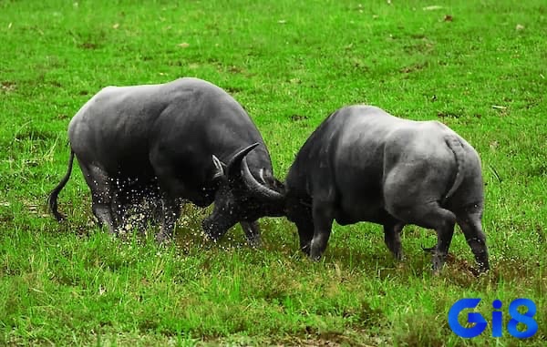 Cưỡi trâu đi dạo là giấc mơ cho thấy anh em đang có ham muốn kiểm soát những điểm yếu 