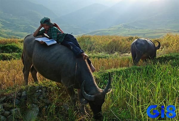 Giấc mơ mơ thấy người khác cưỡi trâu đánh đề con gì? Dấu hiệu liên quan đến sự phát triển trong sự nghiệp?