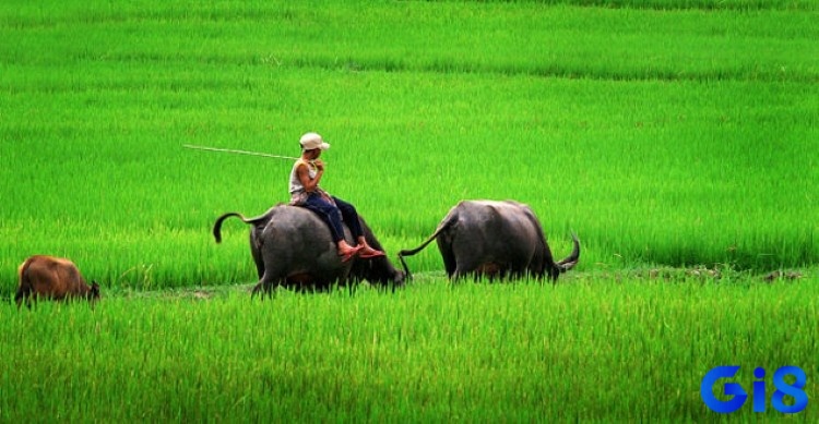 Hãy để giấc mơ thấy người khác cưỡi trâu đánh đề con gì trở thành nguồn cảm hứng cho hành trình của bạn.