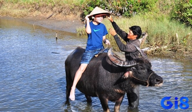 Tìm hiểu về giấc mơ thấy người khác cưỡi trâu đánh đề con gì? Đây là những con số bạn không nên bỏ lỡ tại gi8