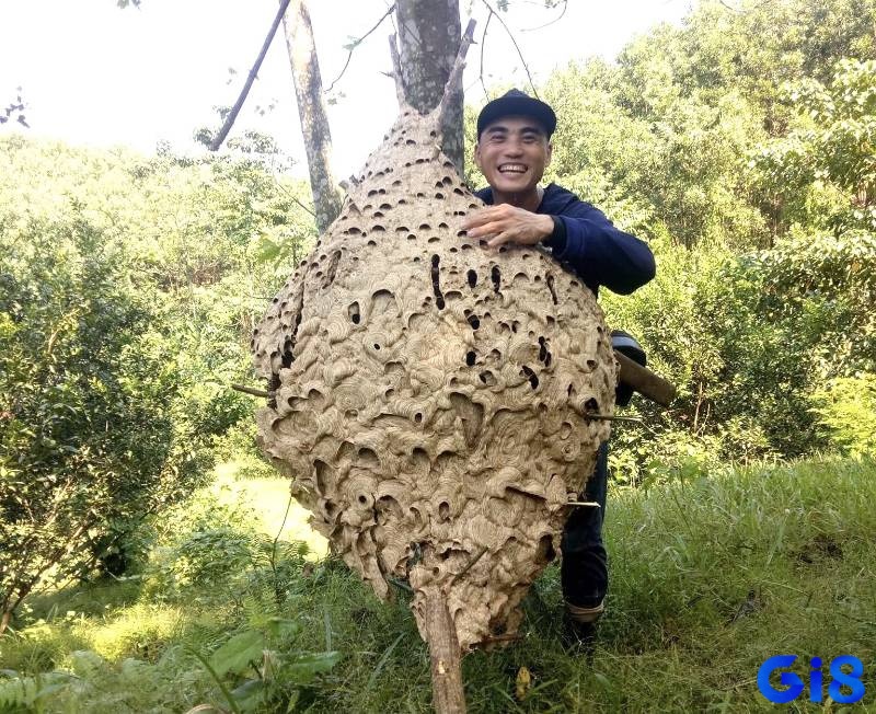 Mơ thấy mình đang phá tổ ong tượng trưng cho sự nóng vội hoặc thiếu suy nghĩ